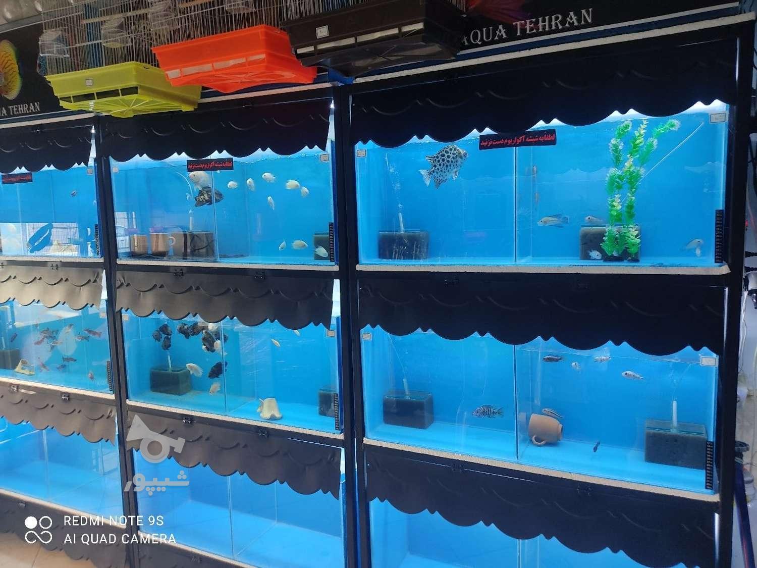 واگذاری کلیه لوازم آکواریوم وماهی