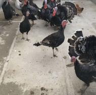 فروش بوقلمون