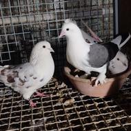 کفتر پرشی تهرانی