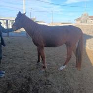 کره اسب نریان