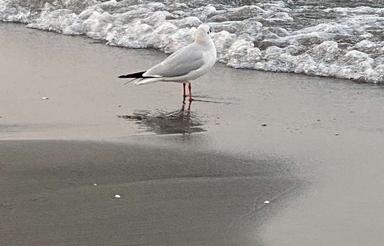 فروش ویلا شمال شهرکی | موقعیت عالی | سنددار