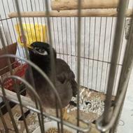 مرغ مینا سخنگو | اهلی | نَر