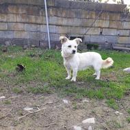 سگ پاکوتاه نگهبان