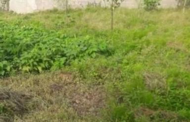 زمین مسکونی دو بر با ویو ابدی مزارع برنج