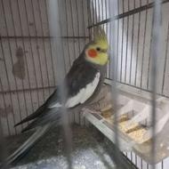 عروس هلندی نر رام گاز نمیگیره