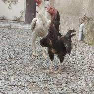 مرغ لاری اصیل ازنسل با4جوجه 2ماهه قیمت همه باهم ازنسل فوق مح