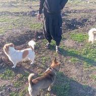 سک پاکوتا دوتا نر دوتا ماده واگذاری