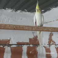 طوطی عروس سالم سلام طوطی عروس سالم