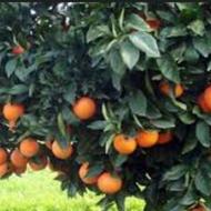 فروش انواع پرتغال اول تست کن بعدبخر.توضیحات بخون