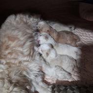 سگ شیتزو توله واگذار