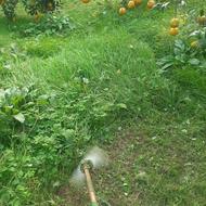 قطع درخت و سمپاشی و هرس و تمیز کردن باغات