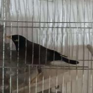 یک عدد مرغ مینا هفت ماهه آماده برای یادگیری و حرف زدن