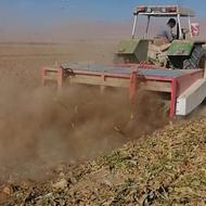 بر زن چغندر