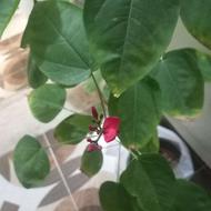 گل جاتورفا قرمز