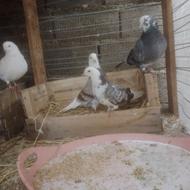 کبوتر سرور ساعتی بالا ابلغ شازده قرمز مسافتی