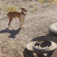 واگذاری سگ خراسانی گلی