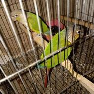 یک جفت طوطی گرینچیک مولد قیمت 7تومن