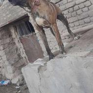 واگذاری سگ سرابی اصیل 23ماهه