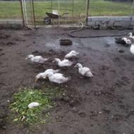 اردک بگ بگی 30 عدددوماهه