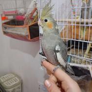 عروس هلندی کوتوله