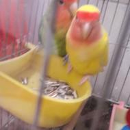 کوتوله تخم گزار