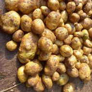 سیب زمینی جلی