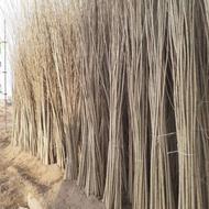 فروش نهال صنوبر ، کبوده و انواع نهال های میوه