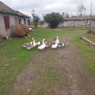 غاز نر و ماده