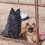 سگ نر پامر بالغ واگذاری