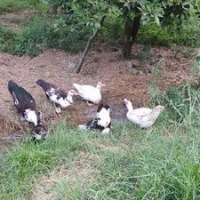 فروش فوری اردک اسرائیلی