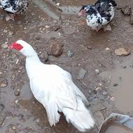 اردک نر اسراییلی و هلندی سفید و سیاه سال خورده