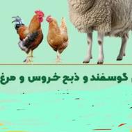 گوسفند زنده(دام تهران)سالم وبهداشتی