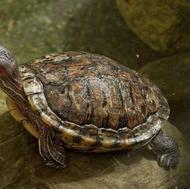 فروش 3 عدد لاکپشت خانگی