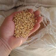 گندم آبی حلیمی بلغوری درجه 1