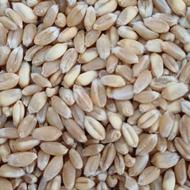 گندم بذزی رقم پیشگام بوجاری شده