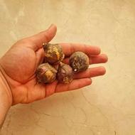 بسته 5 عددی پیاز گل سنبل