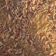 هسته و تفاله خرما قاطی کمترین درصد رطوبت