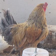 مرغ و خروس برهما