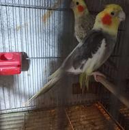 جفت عروس هلندی مولد به شرط