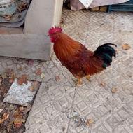 خروس زیبا و سنگین