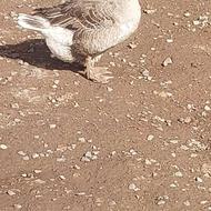 فروش غاز محلی