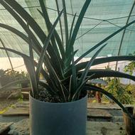 گلهای اپارتمانی