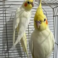 دو عدد عروس هلندی کینگ سایز نردستی