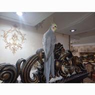 عروس هلندی سخنگو