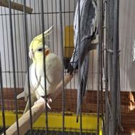 فروشی عروس هلندی