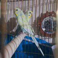 4جفت پرنده فروشی نرگسی مرغ عشق روبینو وفنچ