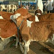 گوساله های 6ماهه