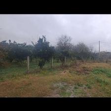 فروش زمین کشاورزی 900 متر در کلیجان رستاق