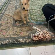 واگذاری سگ پامر شیتزو