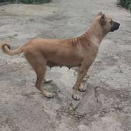 واگذاری سرابی ماده درجه یک